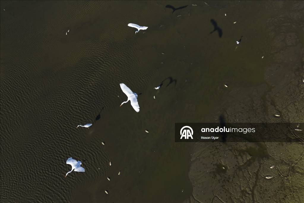 Kuraklığın etkisi artıyor! En büyük tatlı su gölü için alarm verildi: Su seviyesi düştü, balıklar telef oldu 8